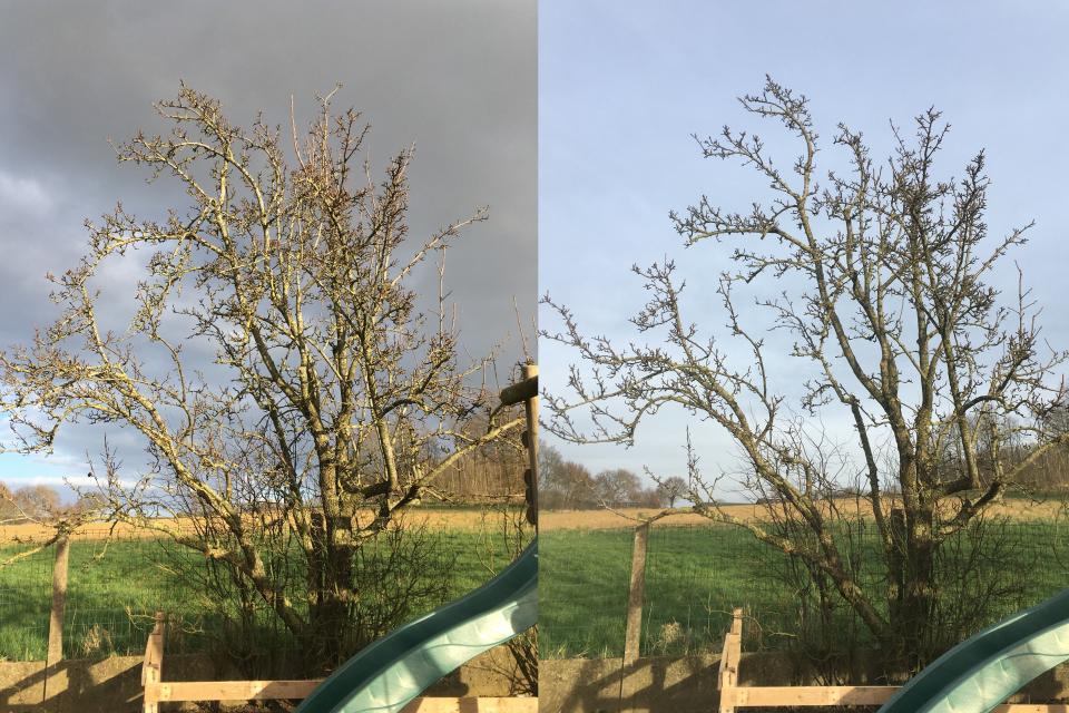 ArboDave Boomverzorging
