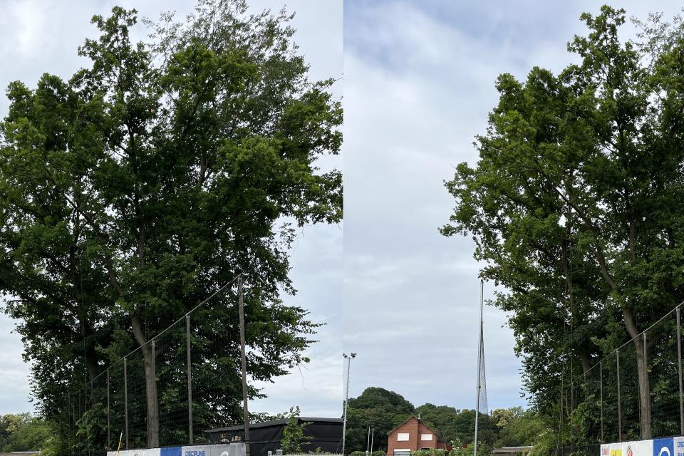 ArboDave Boomverzorging