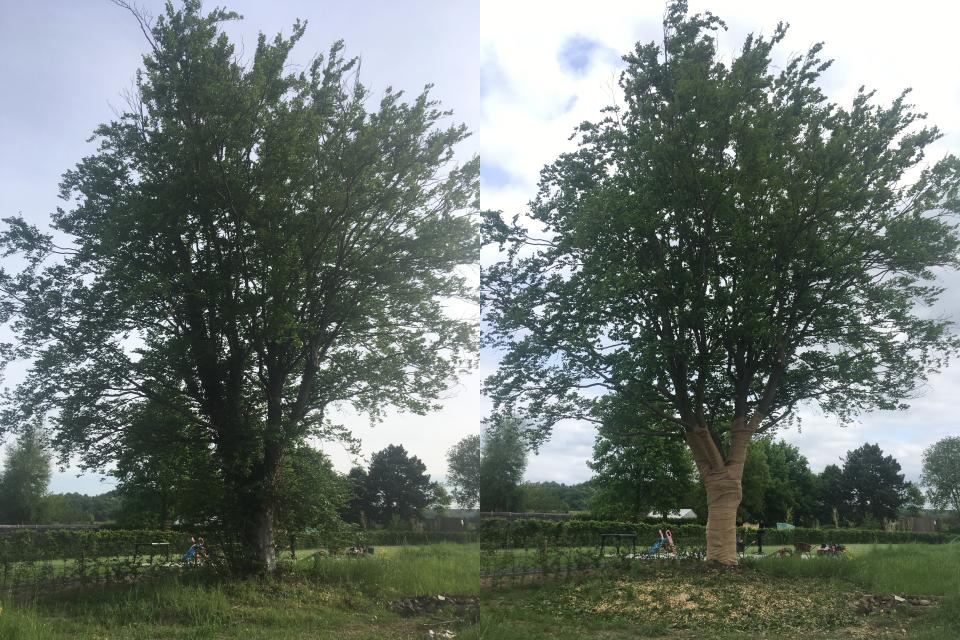 ArboDave Boomverzorging
