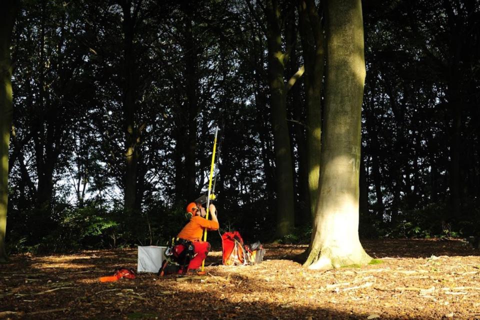 ArboDave Boomverzorging