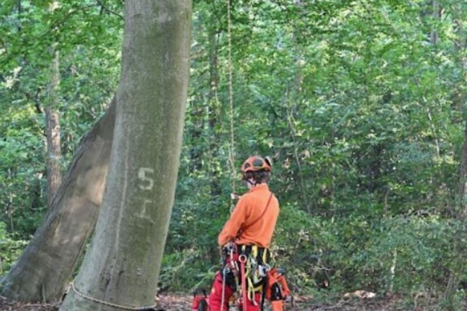 ArboDave Boomverzorging