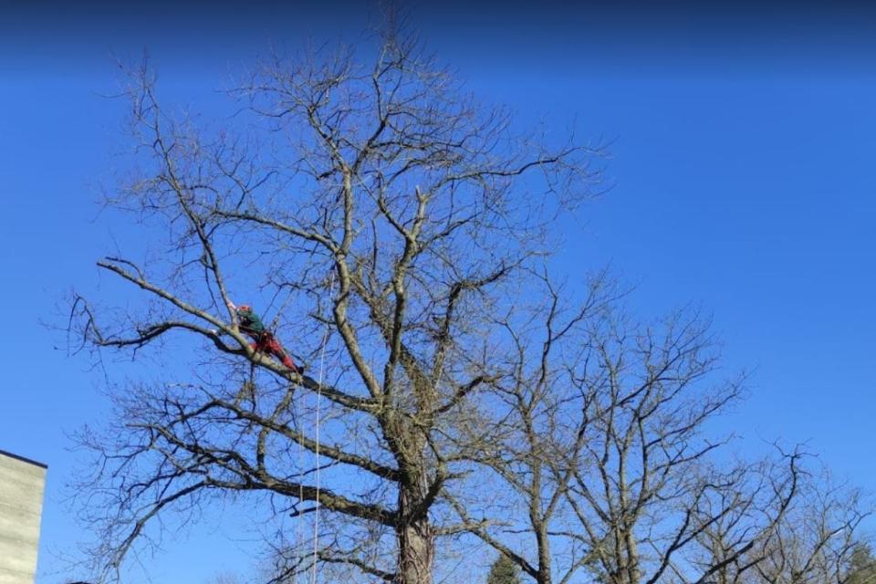 ArboDave Boomverzorging