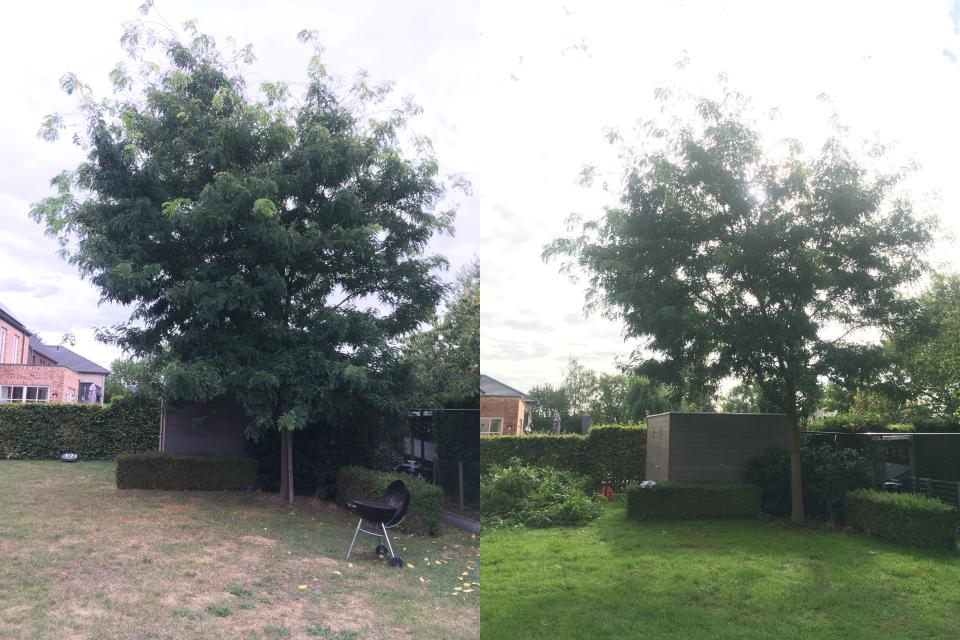 ArboDave Boomverzorging