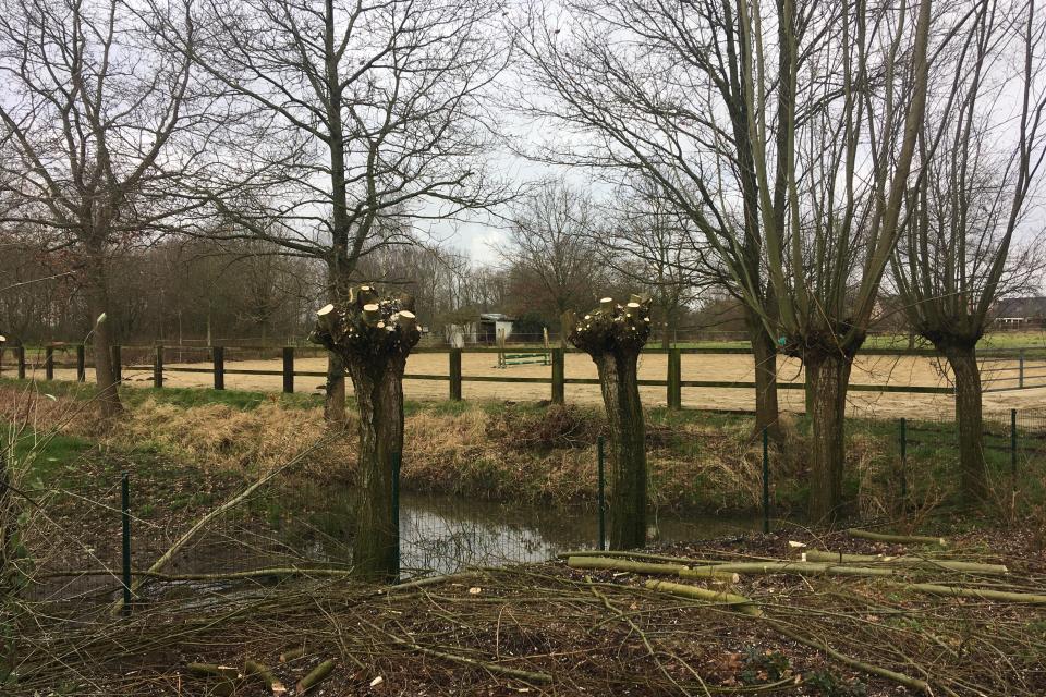 Knotten, een belangrijke beheermaatregel 