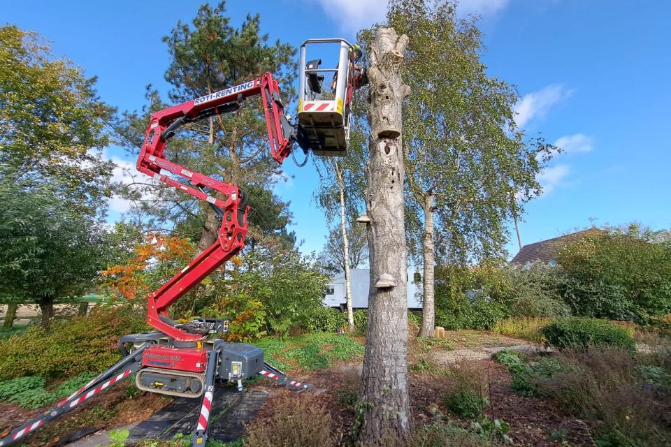Ecologische velling van een berk