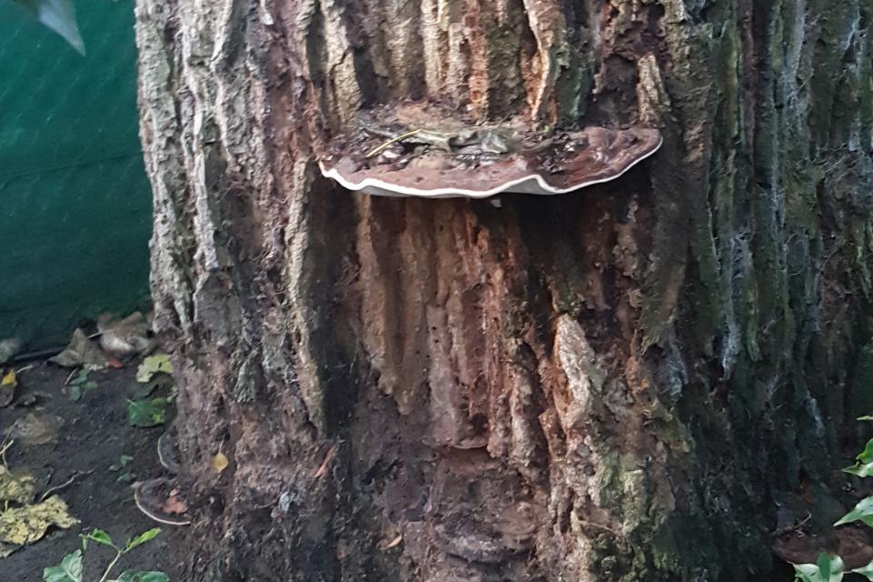 Boris Christiaens arborist