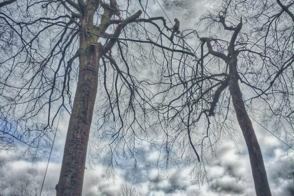 Boris Christiaens arborist