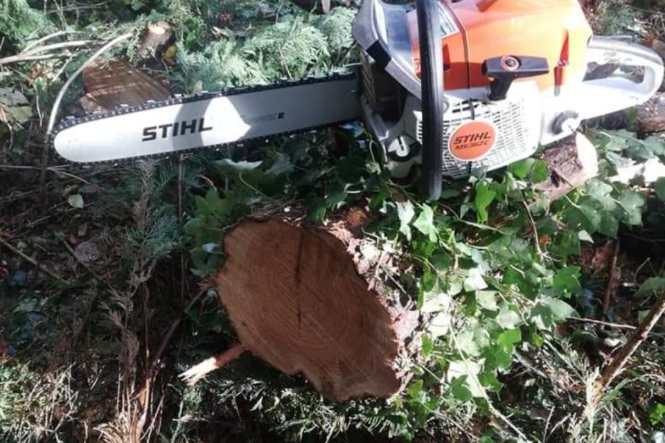 Boomonderhoud en rooien van bomen