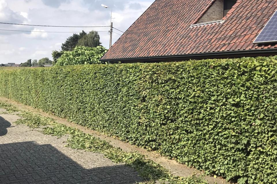 De Zuidgroen