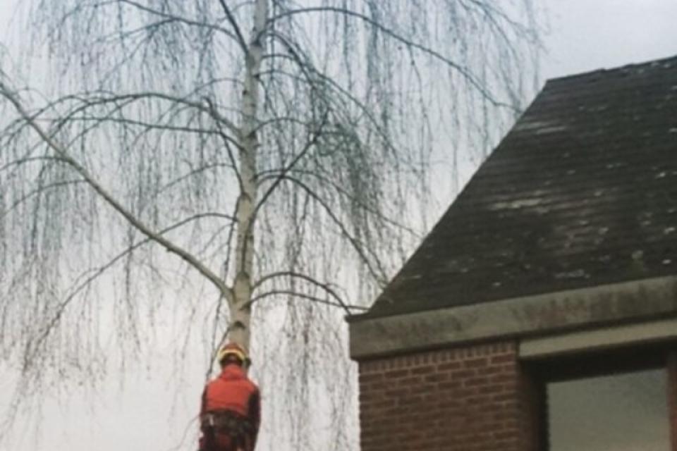 Domien Peeters boomverzorging en tuinarchitectuur