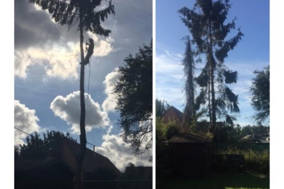 Domien Peeters boomverzorging en tuinarchitectuur