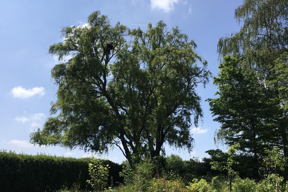 Snoeiwerken in een krulwilg