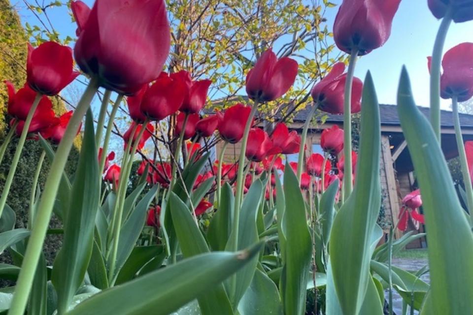 Floribunda