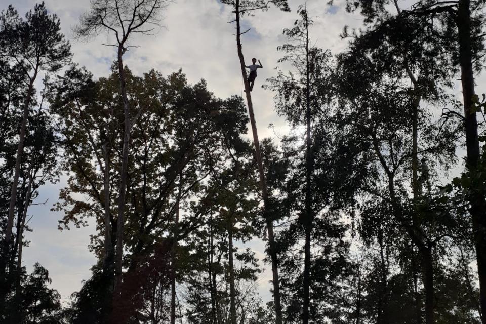 Jonge fruitbomen snoeien of een torenhoge den rooien. Voor al uw boomwerken kan u op ons rekenen!