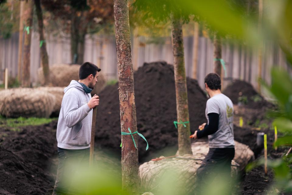 aanplant van bomen