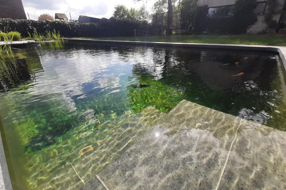 Zwemvijver puur natuur Zoersel