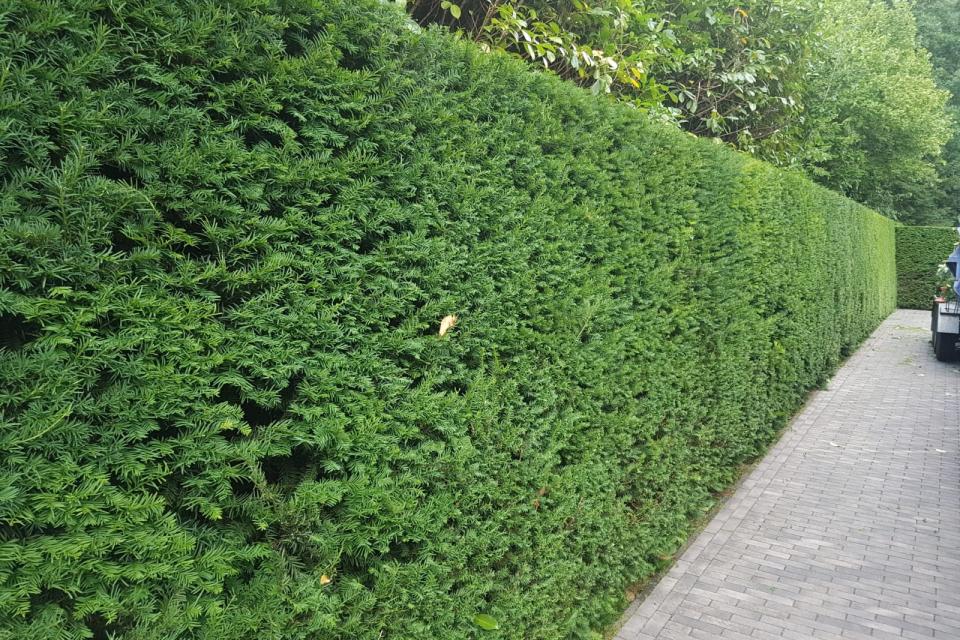Het Groen Effect