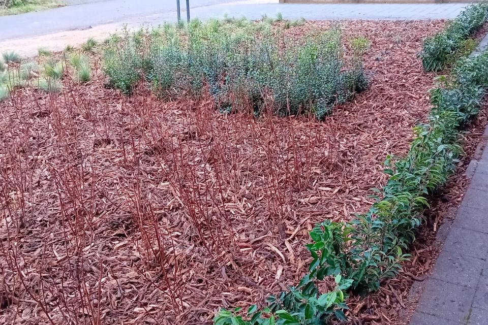 Aanplanting voortuin