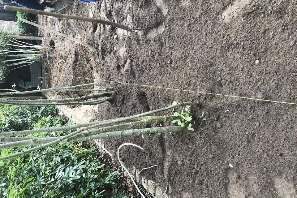 Aanplanten meerstemmige leibomen 