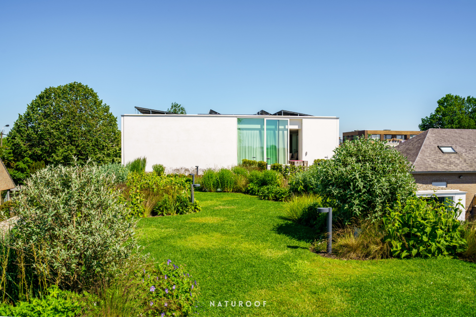 Intensief groendak met gazon en vaste beplanting in Roeselare