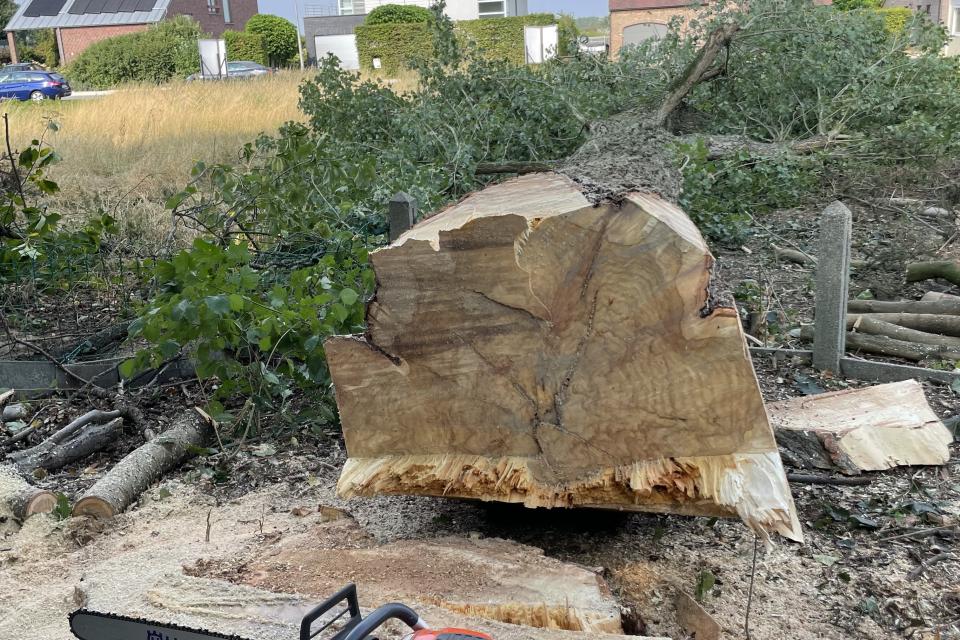 Nelson's Tree Care