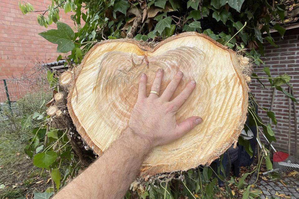Nelson's Tree Care