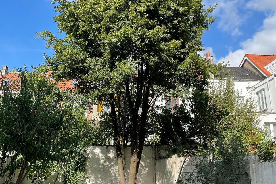 Boom in stadstuin