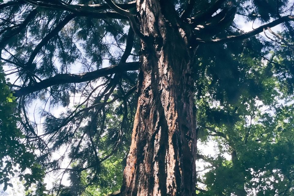 Nelson's Tree Care