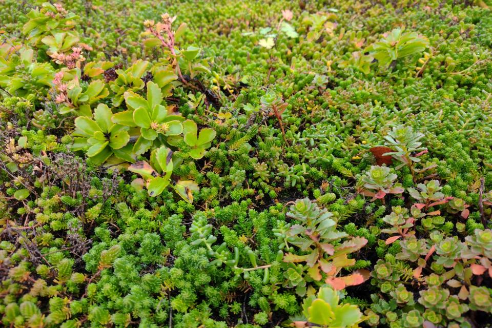 Groendak als biodiverstapijt