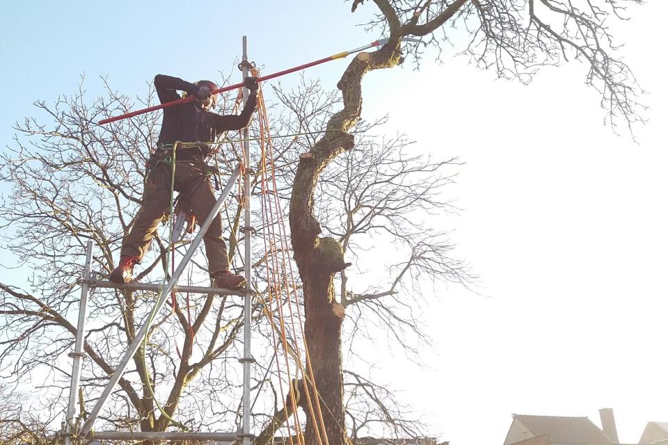 demonteren dode perelaar die niet kan vallen met stelling. 
