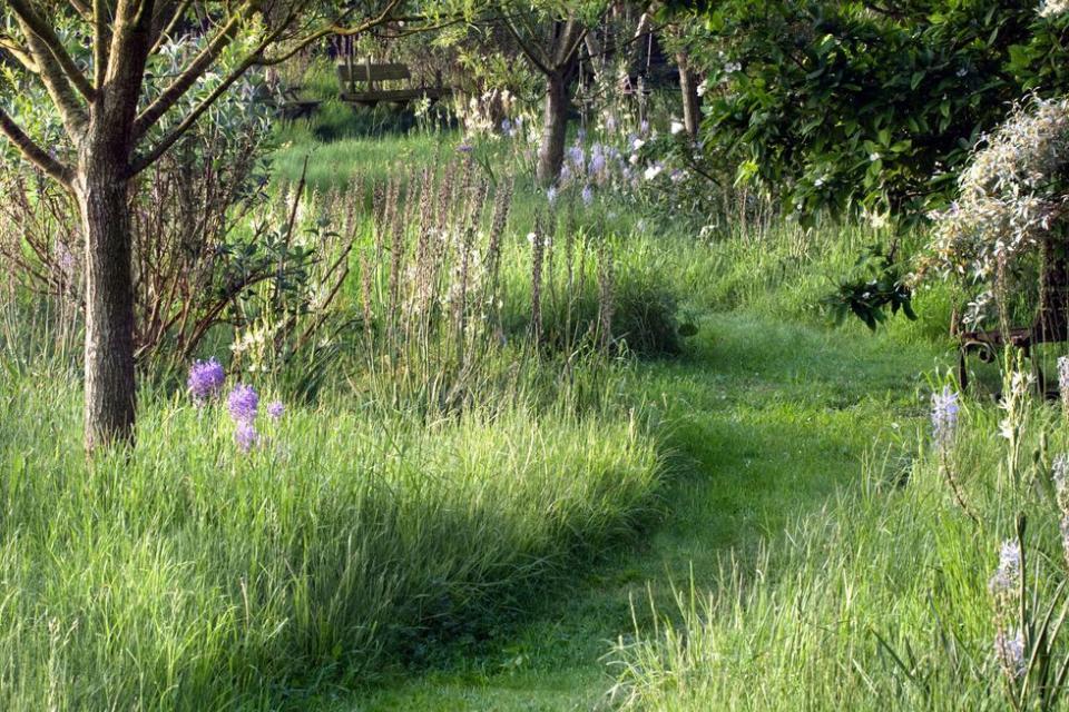 Natuurlijke aanplant en beheer