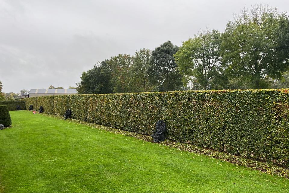 Snoeien van beukenhaag 
