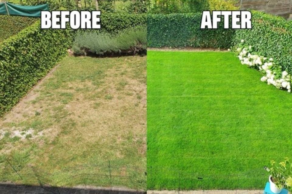 Gazonrenovatie