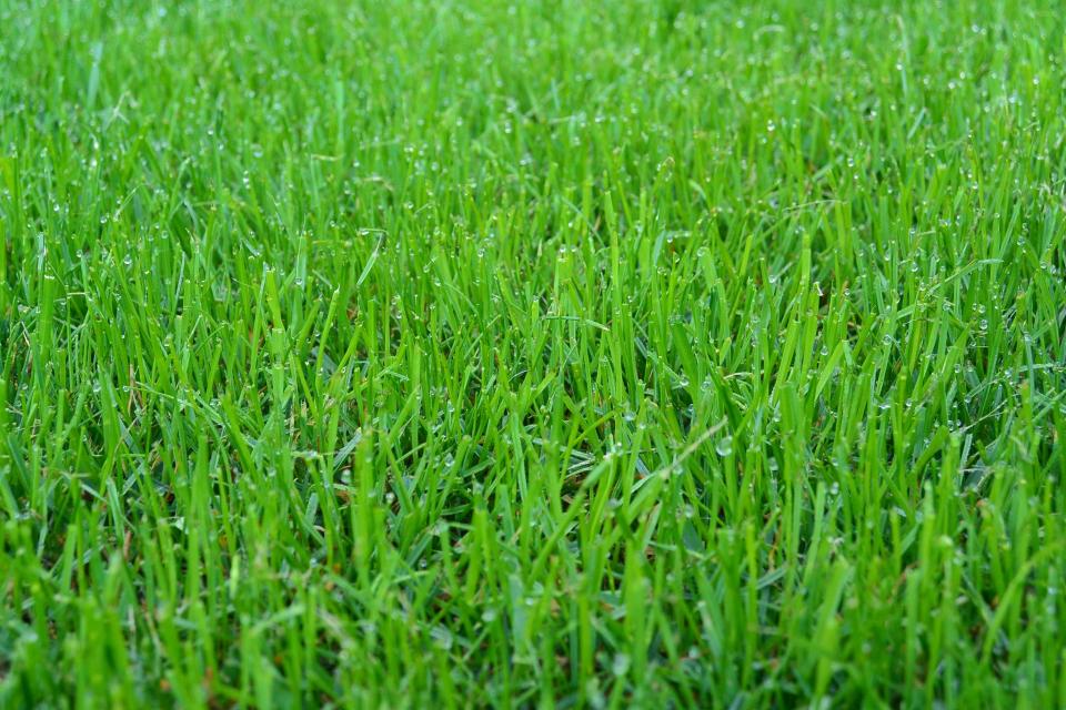 Gras