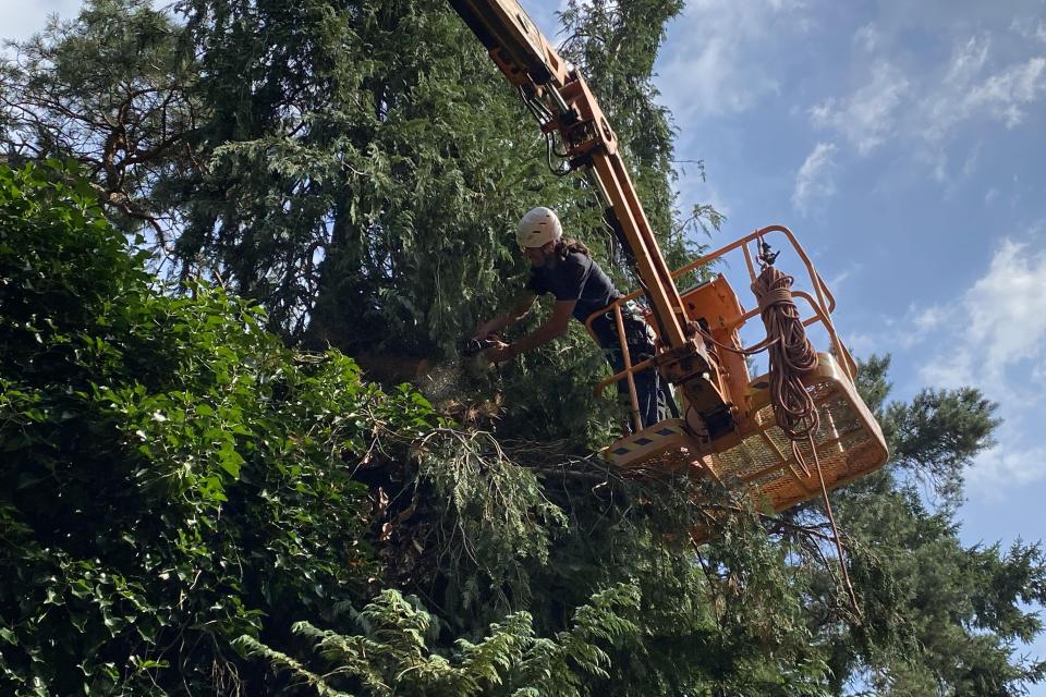Treework.be