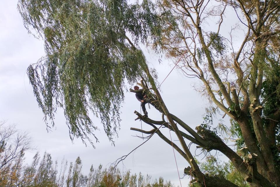 Treework.be