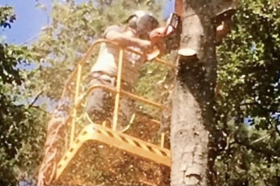 Treework.be