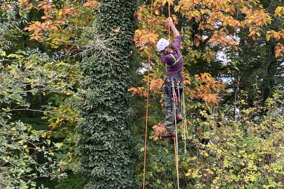 Treework.be