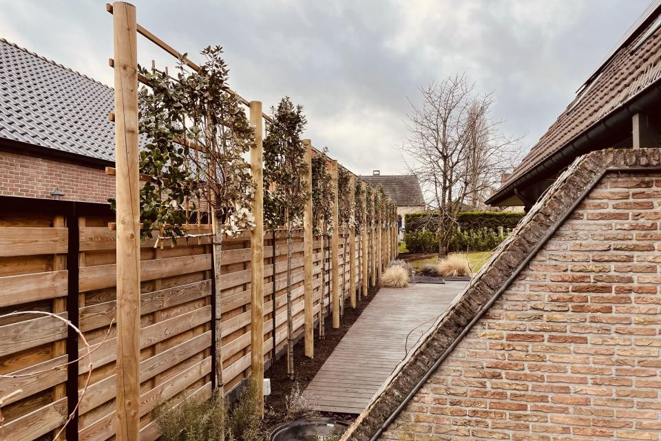 Leiboomconstructie Lievegem