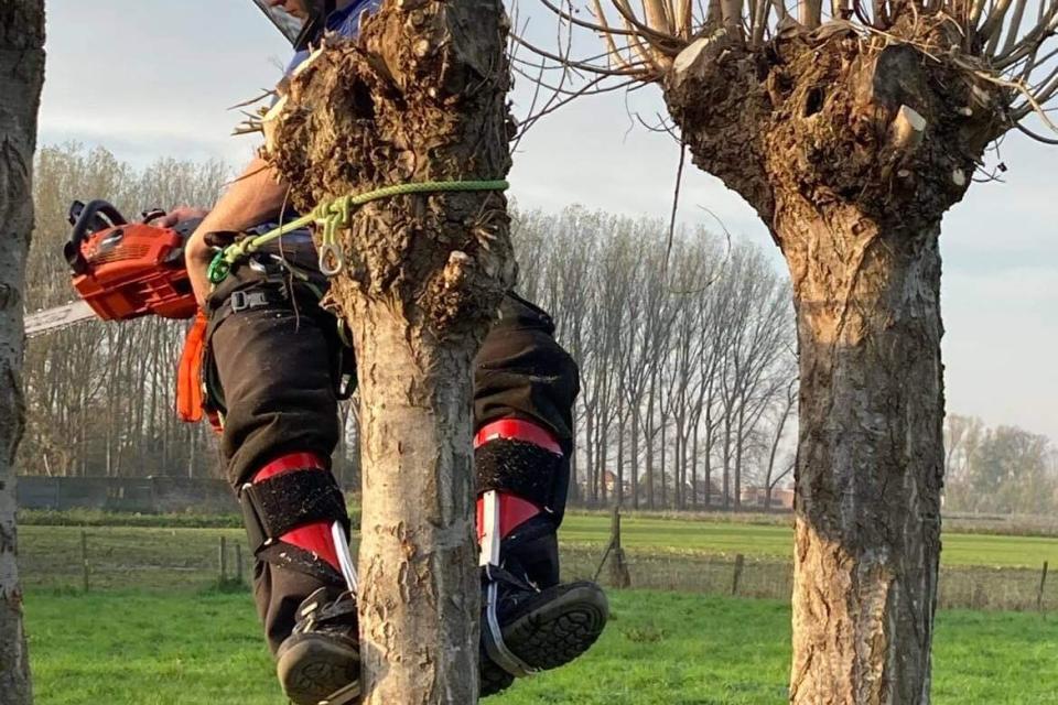 Snoeien van bomen