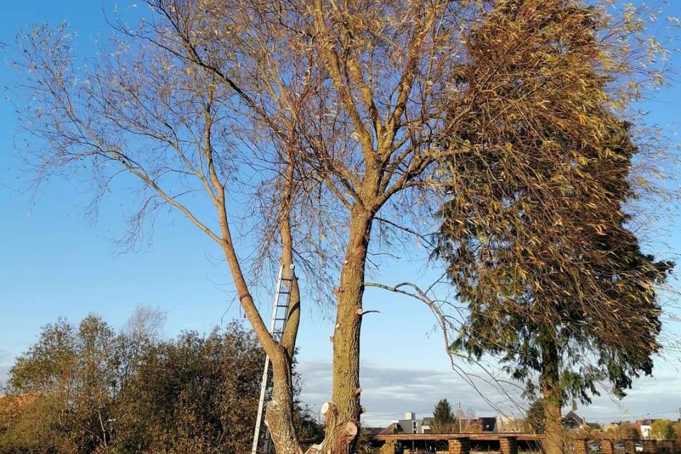 Vellen boom