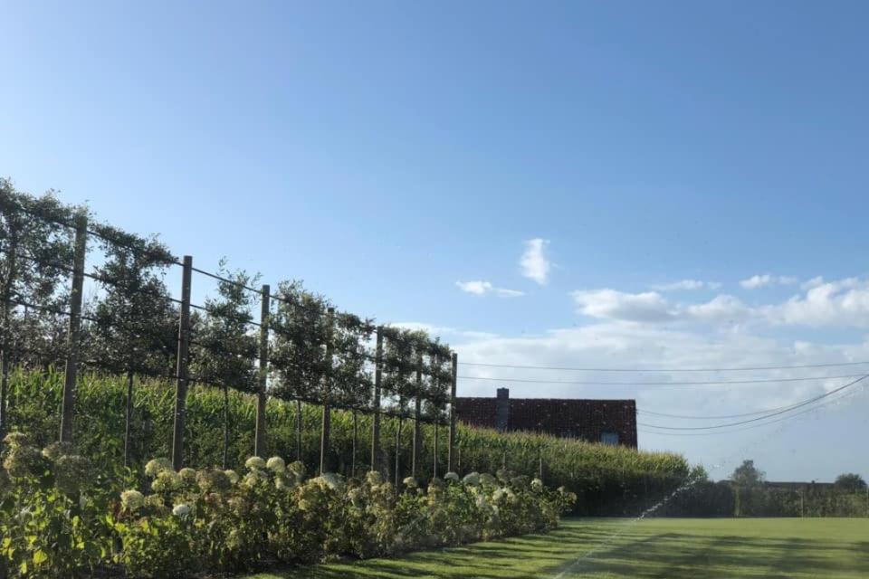 Onderhoud gazon + aanplanting leibomen 