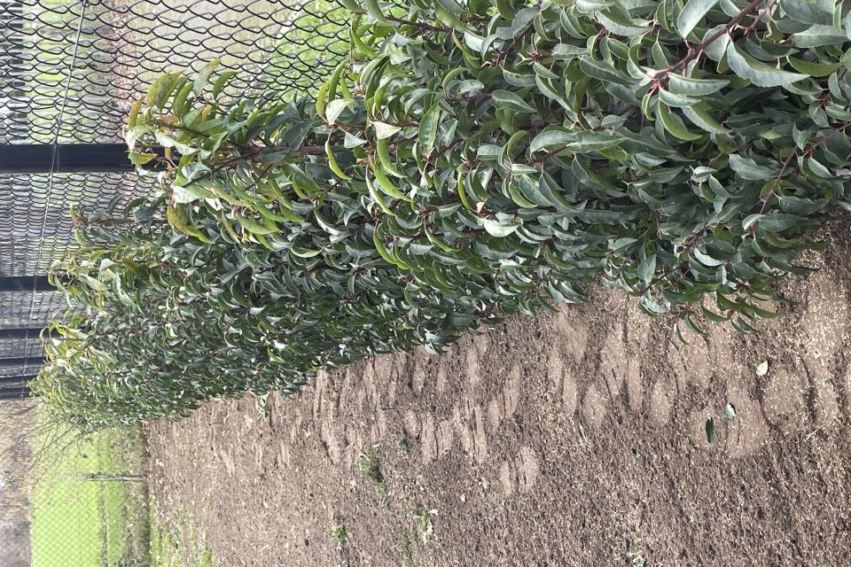 Aanplanting