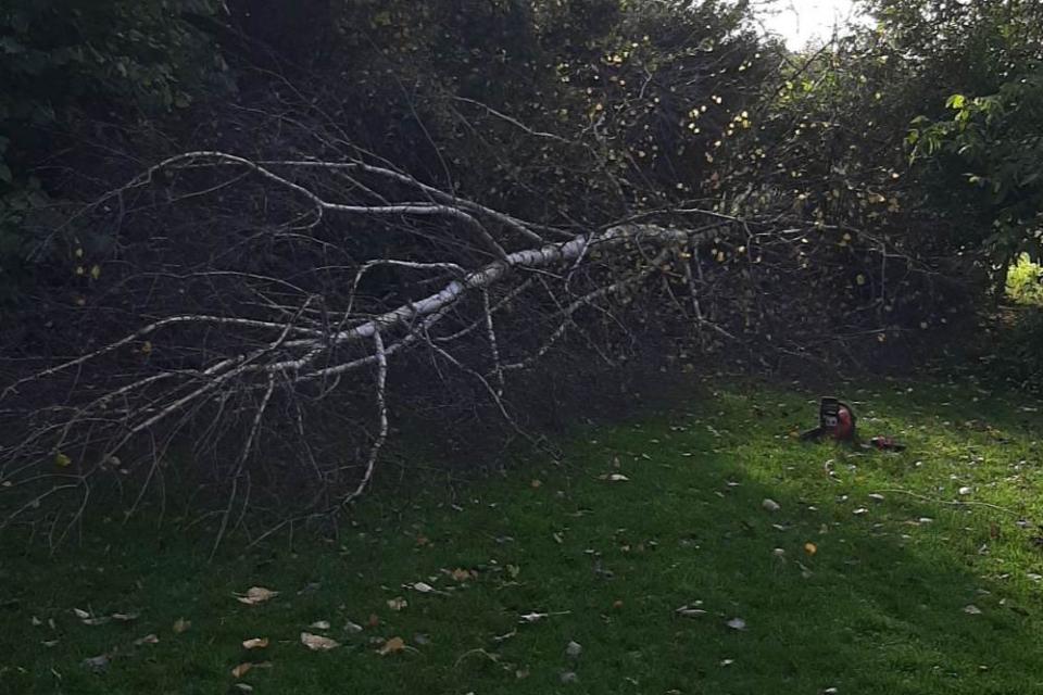 Bomen afzagen