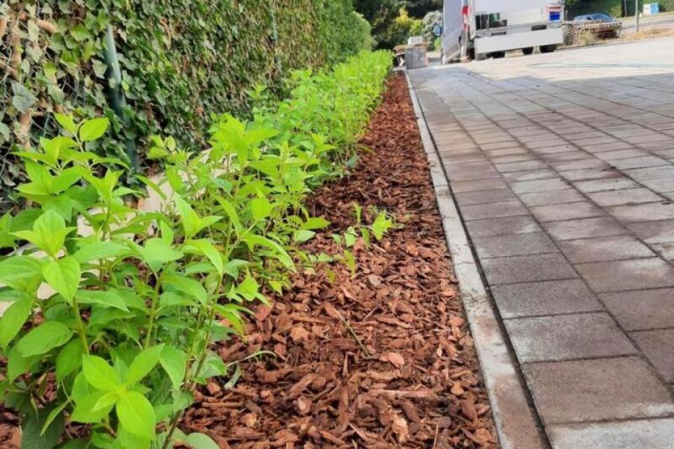 Pluimhortensia Aanplant 
