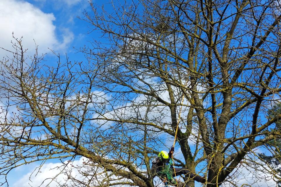 Up a Tree