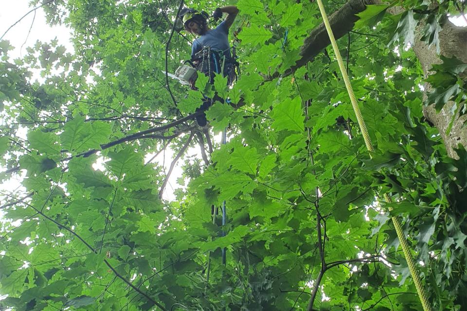Up a Tree