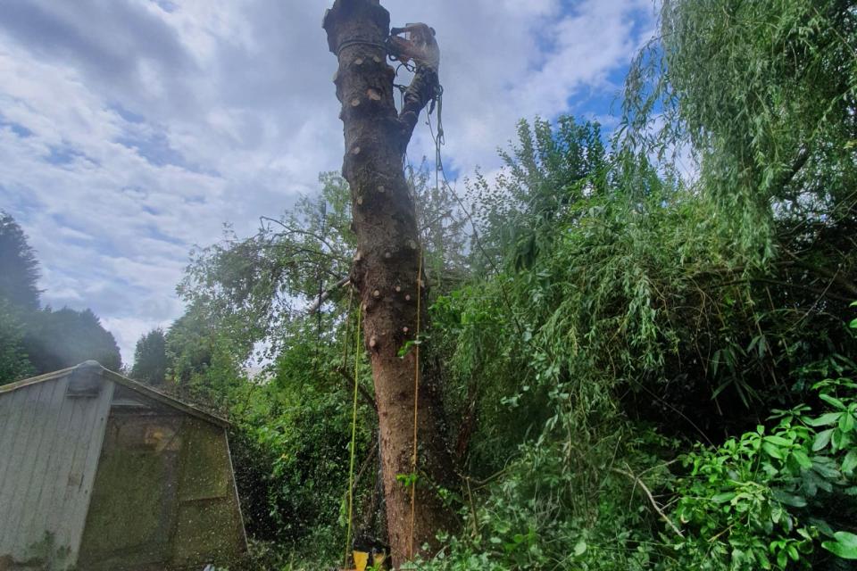Up a Tree