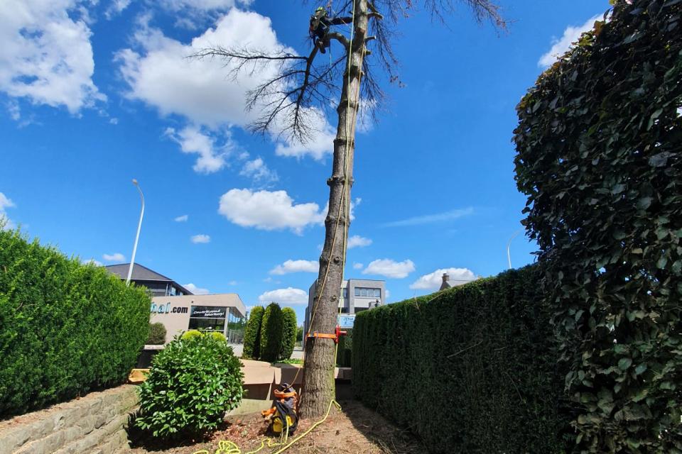 Up a Tree