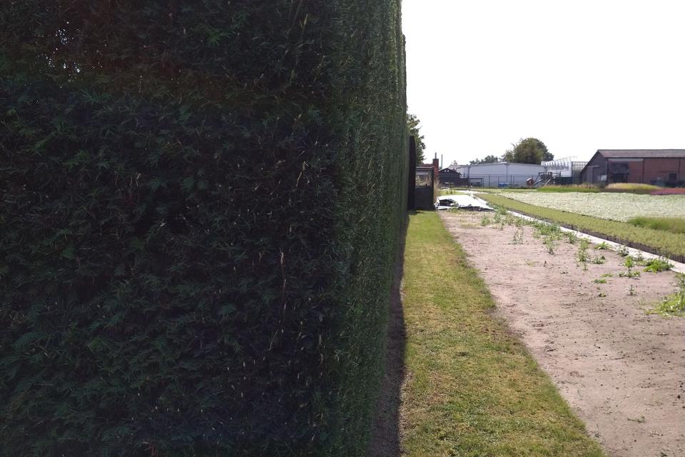 Up a Tree